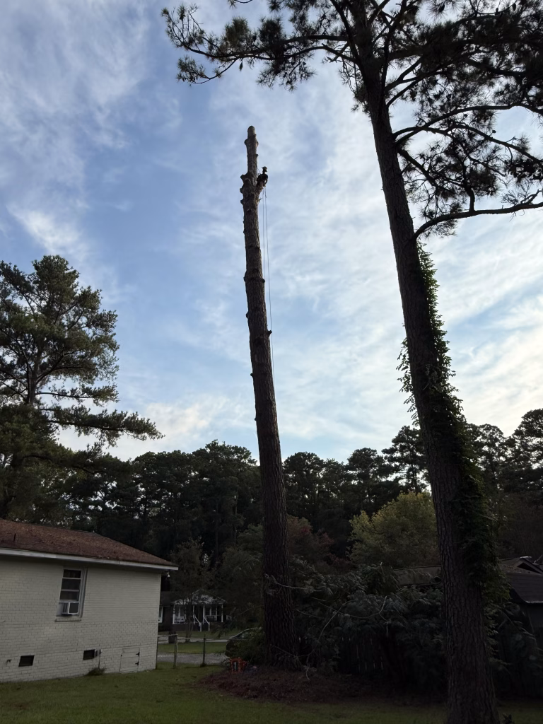 Tree Cutting