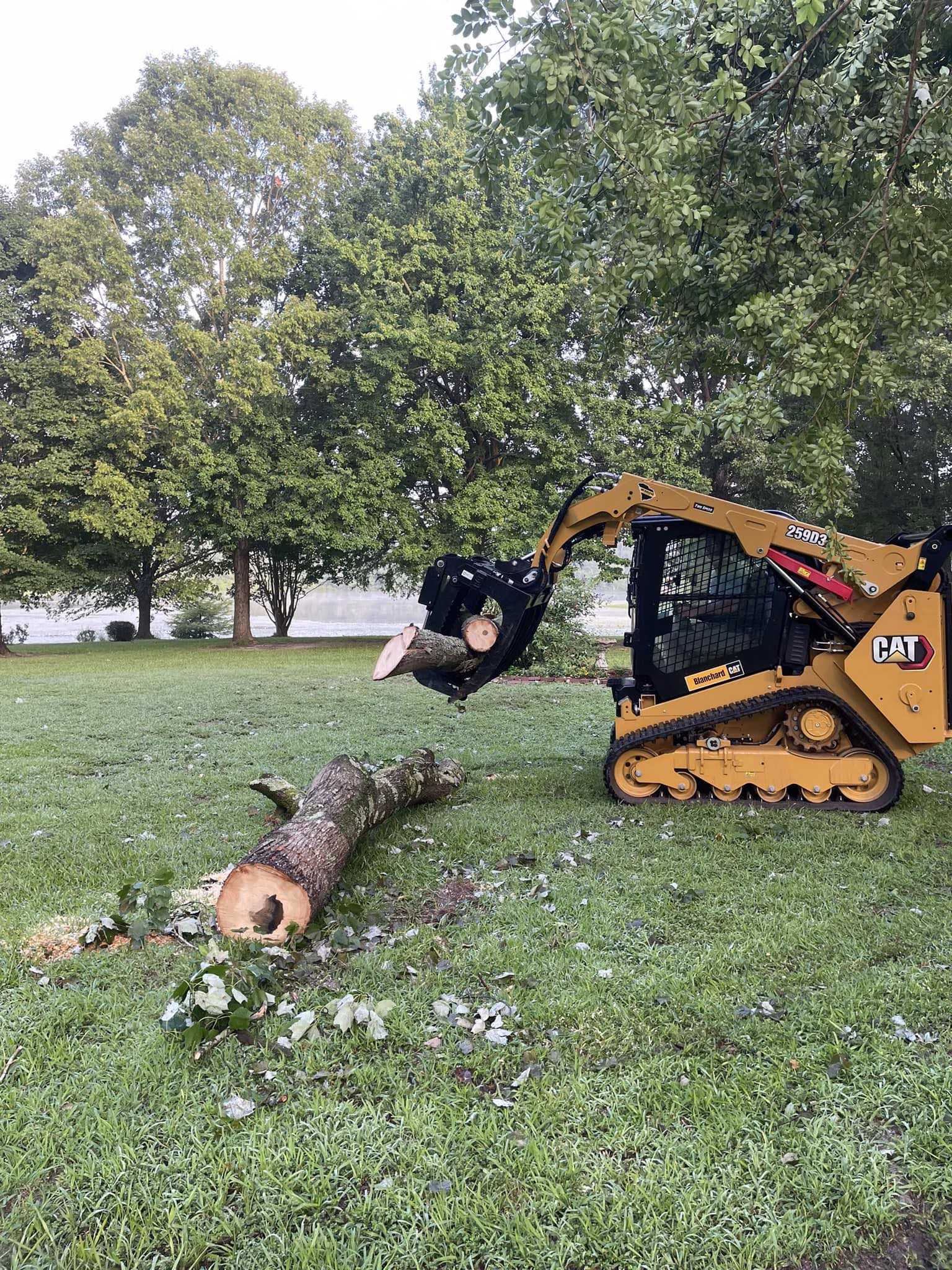 Tree Cutting