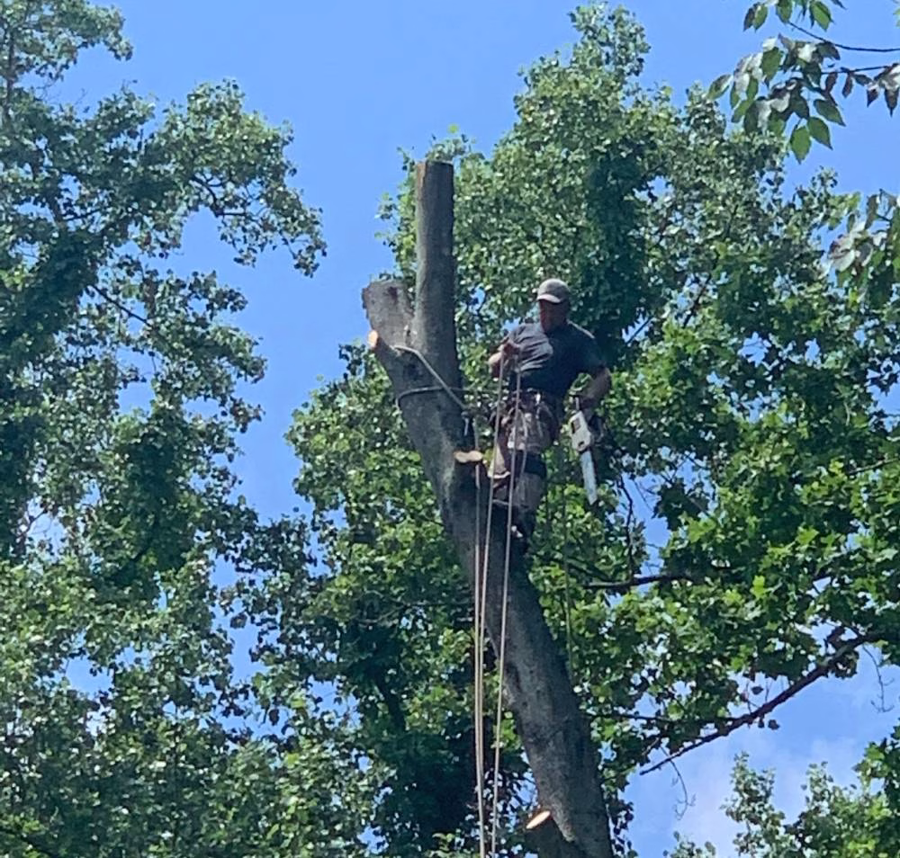 Tree Cutting