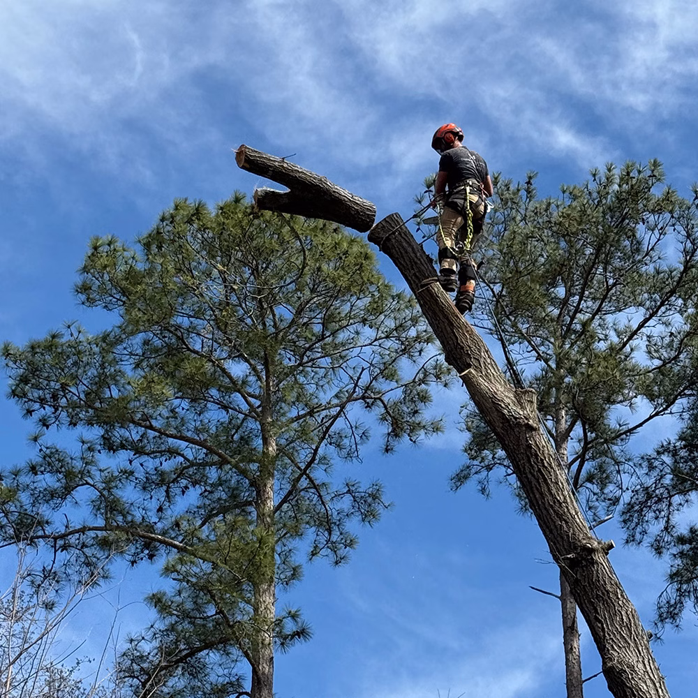 Tree Cutting